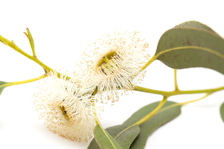 flora of Gran Canaria - flowers of Eucalyptus globulus, Tasmanian bluegum, isolated on whiteの写真素材