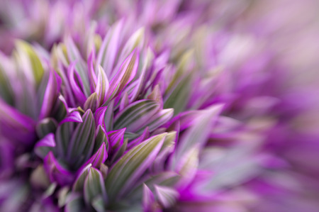 soft floral background with  fly-in in-camera effect - Tradescantia spathaceaの写真素材