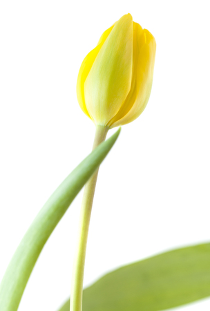 single tulip flower isolated on white backgroundの写真素材