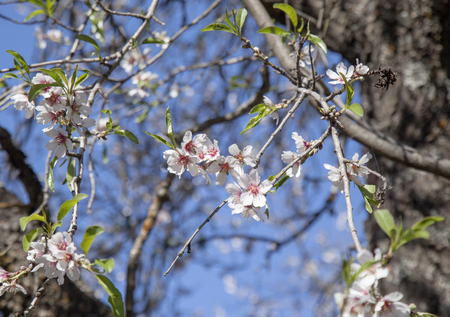 beautiful background of flowering almonds, Gran Canaria, Januaryの写真素材