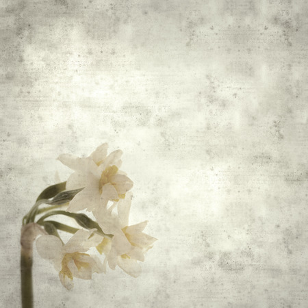 textured stylish old paper background, square, with paperwhite Narcissusの写真素材