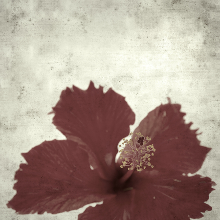 textured stylish old paper background, square, with hibiscus flowerの写真素材