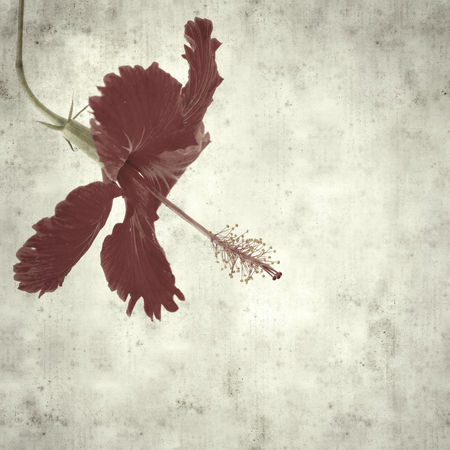 textured stylish old paper background, square, with hibiscus flowerの写真素材