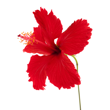 red Hibiscus rosa-sinensis isolated on white backgroundの写真素材