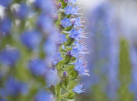 Flora of Gran Canaria - Echium callithyrsum, blue bugloss of Gran Canaria