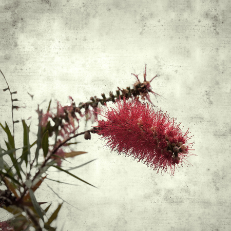 textured stylish old paper background, square, with red bottlebrush flowersの写真素材