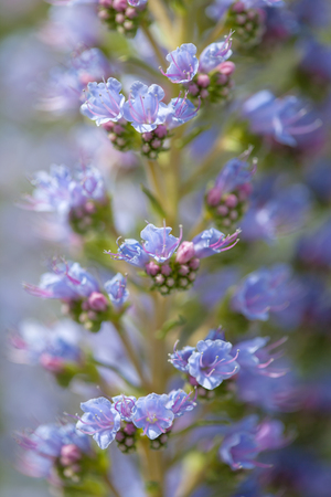 Flora of Gran Canaria - Echium callithyrsum, blue bugloss of Gran Canaria, background