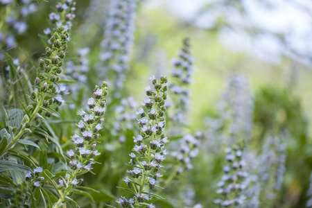 Flora of Gran Canaria - Echium callithyrsum, blue bugloss of Gran Canaria, background