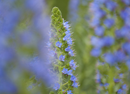 Flora of Gran Canaria - Echium callithyrsum, blue bugloss of Gran Canaria, backgroundの写真素材