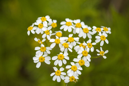 flora of Gran Canaria -  Tanacetum ferulaceum, backgroundの写真素材