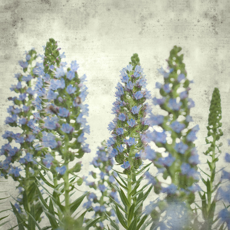 textured stylish old paper background, square, with Echium flowers