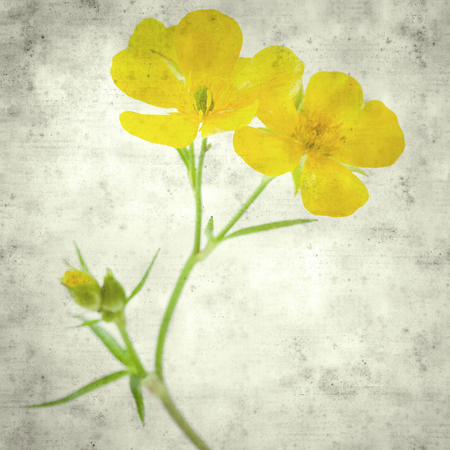 textured stylish old paper background, square, with Ranunculus cortusifolius, Canary Buttercup