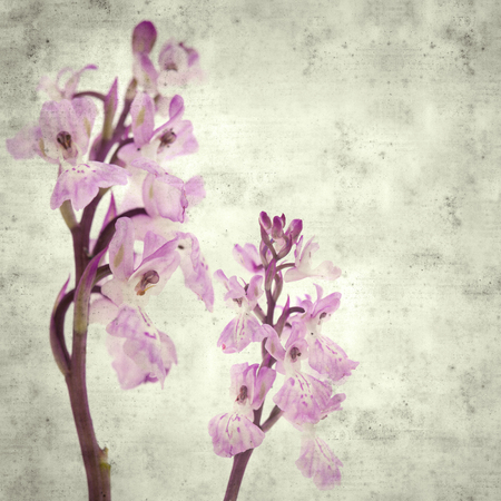 textured stylish old paper background, square, with  Orchis patens subspecies canariensisの写真素材