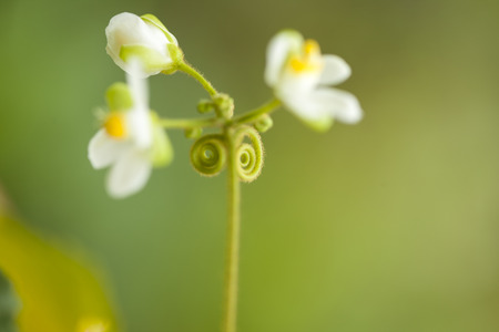 flora of Gran Canaria - Cardiospermum grandiflorum, balloon vine