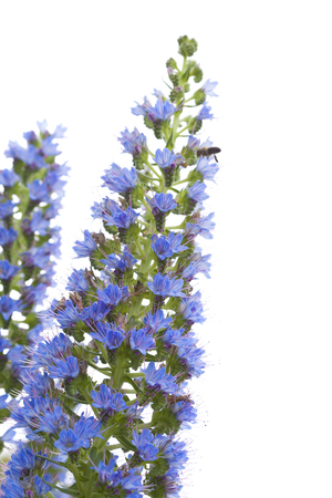 Flora of Gran Canaria - Echium callithyrsum, blue bugloss of Gran Canaria, isolated on white