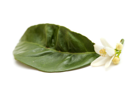 single orange blossom isolated on white backgroundの写真素材