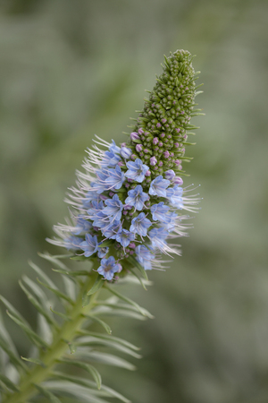 flora of Gran Canaria -  Erysimum callithyrsum, blue bugloss of Gran Canaria, floral backgroundの写真素材