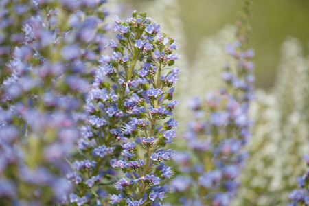 Flora of Gran Canaria - Echium callithyrsum, blue bugloss of Gran Canaria, background