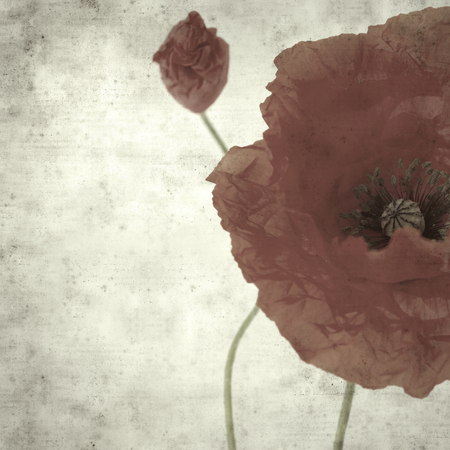 textured stylish old paper background, square, with red poppyの写真素材