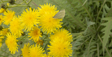 Flora of Gran Canaria - yellow flowers of Sonchus and a butterfly