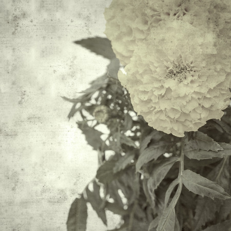 textured stylish old paper background, square, with Mexican marigoldの写真素材