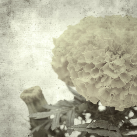 textured stylish old paper background, square, with Mexican marigoldの写真素材