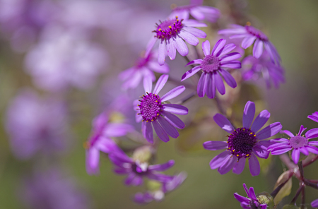 Flora of Gran Canaria - Pericallis webbii natural backgroundの写真素材
