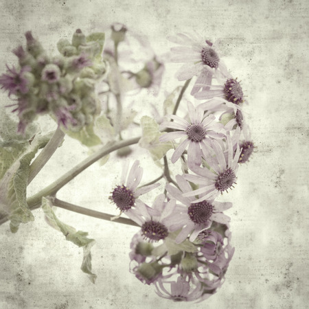 textured stylish old paper background, square, with abundant flowering of Pericallis webbiiの写真素材