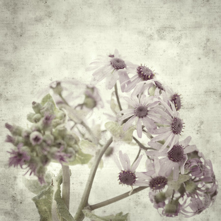 textured stylish old paper background, square, with abundant flowering of Pericallis webbiiの写真素材