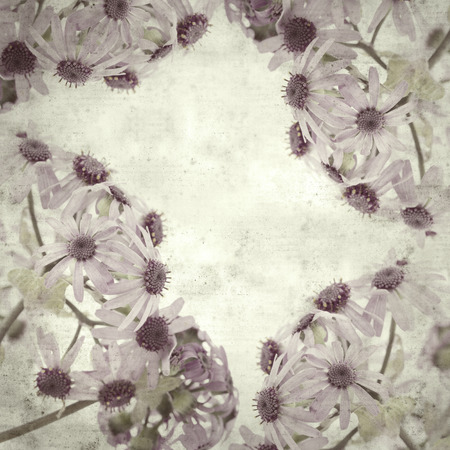 textured stylish old paper background, square, with abundant flowering of Pericallis webbiiの写真素材