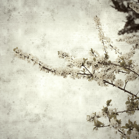 textured stylish old paper background, square, with spring blossomsの写真素材