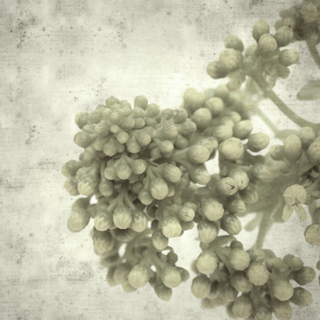 textured stylish old paper background, square, with succulent Aeonium undulatum endemic to Gran Canaria about to bloomの写真素材