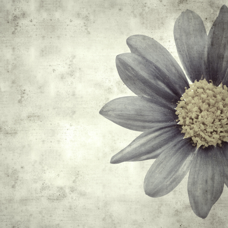 textured stylish old paper background, square, with blue daisy bush flowersの写真素材