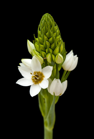 white Ornithogalum flowering spike isolated on blackの写真素材