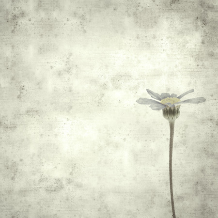 textured stylish old paper background, square, with blue daisy bush flowersの写真素材