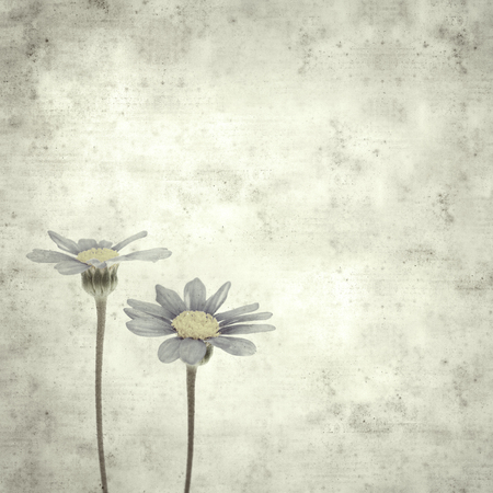 textured stylish old paper background, square, with blue daisy bush flowersの写真素材