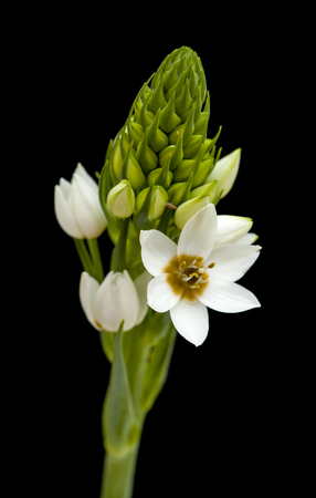 white Ornithogalum flowering spike isolated on blackの写真素材