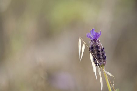 Flora of Gran Canaria -  spanish lavender inflorescence