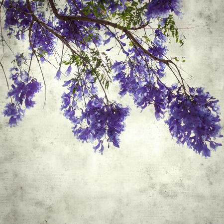 textured stylish old paper background, square, with lilac jacaranda flowersの写真素材