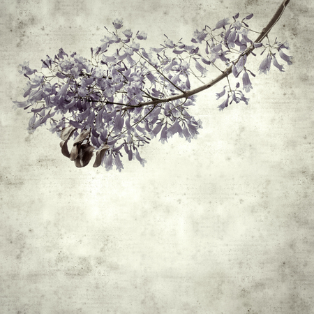 textured stylish old paper background, square, with lilac jacaranda flowersの写真素材