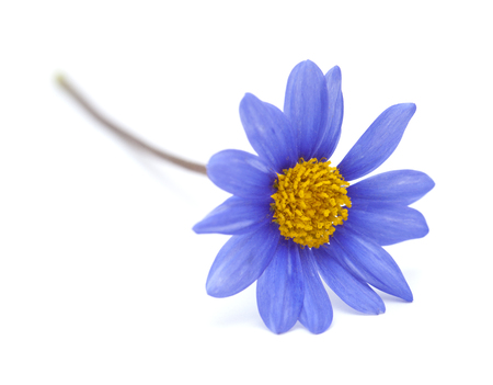 blue daisy bush  Felicia amelloides flower isolated on whiteの写真素材