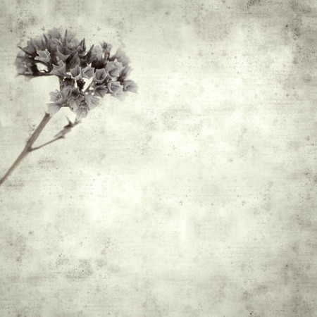 textured stylish old paper background, square, with purple Limonium flowersの写真素材
