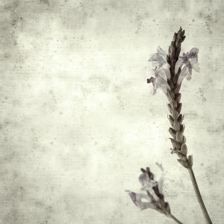 textured stylish old paper background, square, with canarian lavender flowersの写真素材