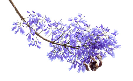 flowers of Jacaranda isolated on white backgroundの写真素材