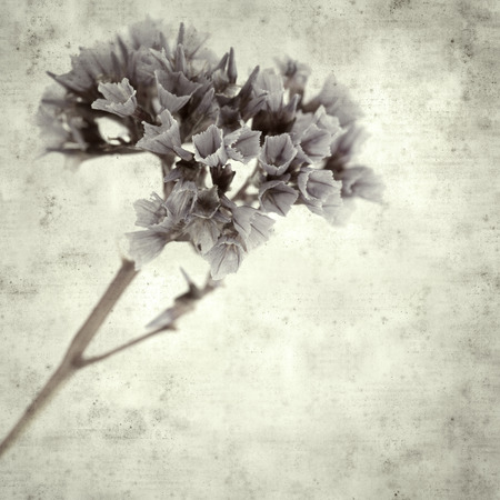textured stylish old paper background, square, with purple Limonium flowersの写真素材