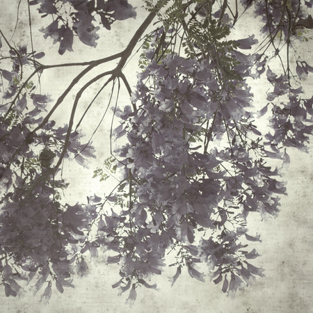 textured stylish old paper background, square, with lilac jacaranda flowersの写真素材