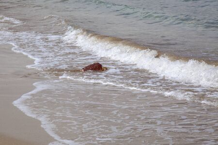 Sea turtles are released into the ocean after recovery in local aquarium on town beach Las Canteras, in Las Palmas de Gran Canaria, Spainの写真素材