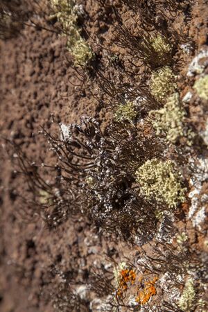Roccella canariensis lichen, endemic of Canary Islands, locally known as orchilla, natural source of red-purple pigment Orcein, once major export of Canariesの写真素材