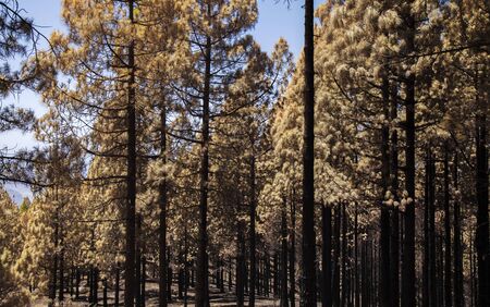 Gran Canaria after wild fire of August 2019, walking route La Cruz de Tejeda - Artenara,  Canarian...