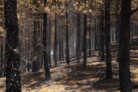 Gran Canaria after wild fire of August 2019, walking route La Cruz de Tejeda - Artenara,  Canarian pines in different degrees of damageの写真素材